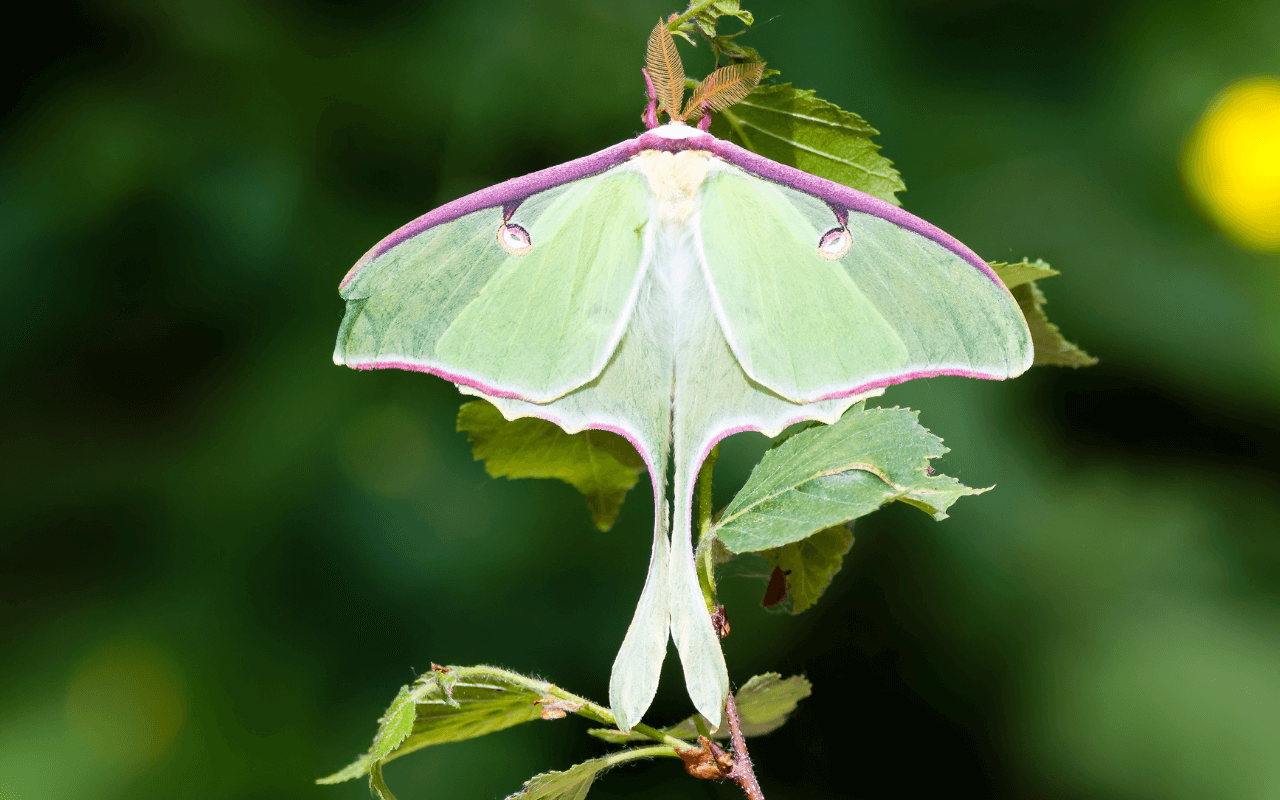 How moths keep our world blooming, pollinating in the night One Earth